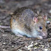 Oligoryzomys longicaudatus